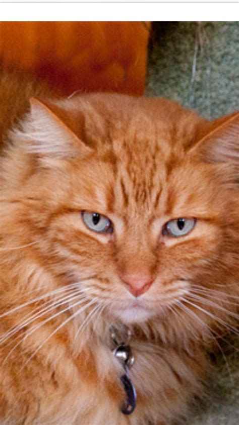 Find maine coon in cats & kittens for rehoming | 🐱 find cats and kittens locally for sale or adoption in ontario : Best 25+ Orange maine coon ideas on Pinterest | Orange ...