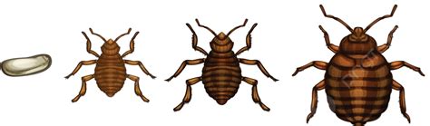 Bed Bug Life Cycle Cimex Lectularius Insect Cimicidae Insects Vector