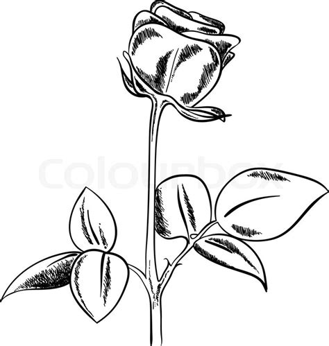 Blumen und blätter von rosen in schwarz weiß vektor clipart bild | royalty free vektorgrafiken, vorlagen und bilder zu günstigen preisen. Schwarze Skizze Rose auf weißem Hintergrund | Vektorgrafik | Colourbox