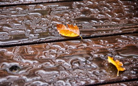 Autumn Rain Live Wallpapers Apk For Android Download