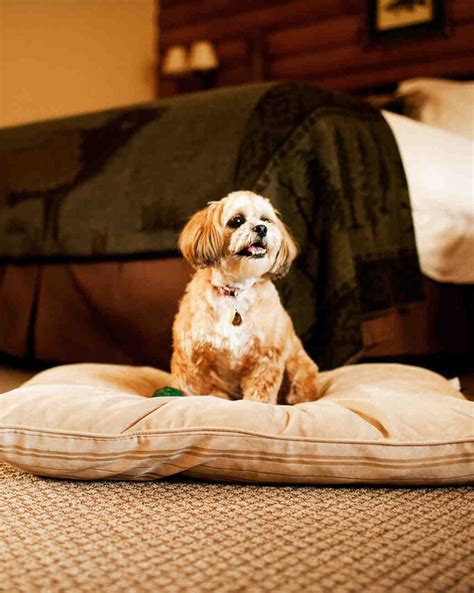 12 Amazing Pet Friendly Hotels In The Us Martha Stewart Weddings