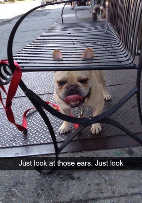 Dogs Are The Top Celebrities Of Snapchat 50 Pics