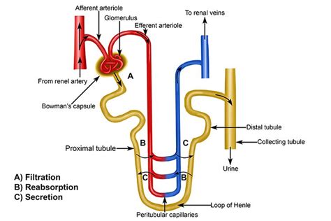 Annotated Diagrams Showing The Nephrons Up Close Loop Of Henle
