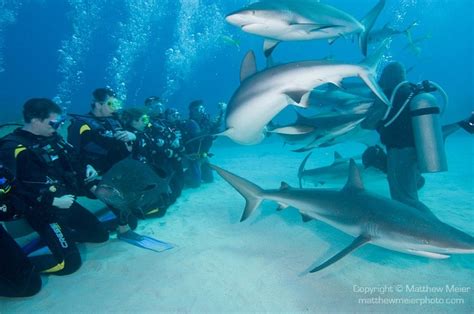 Great white sharks will also eat fishes and occasionally sea turtles. Shark feeding! I WILL do this dive someday. | Shark, Sea ...