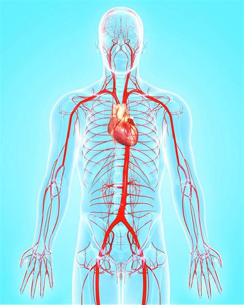 Human Arteries Photograph By Pixologicstudioscience Photo Library