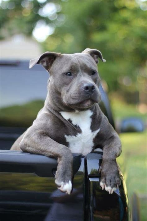 25 Besten Blueline Pitbull Bilder Auf Pinterest Hunderassen Welpen