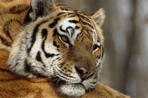 Wwf Russia Presents An Action Plan For Bringing Back Tigers To