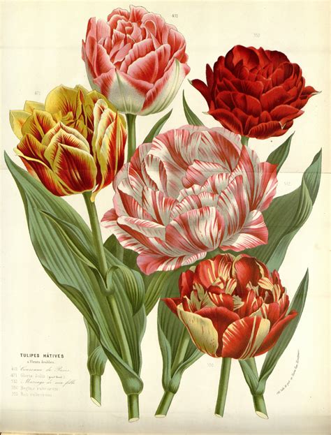 Tulipa Gesneriana Circa 1684 Tulips Flowers Botanical Flowers