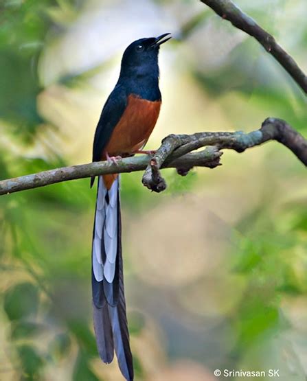Tidak heran kenapa burung ini begitu populer, karena memang murai batu memiliki karakter suara yang unik serta mudah dilatih untuk mengikuti suara burung lainnya. Fantastis 22+ Gambar Burung Murai - Gani Gambar