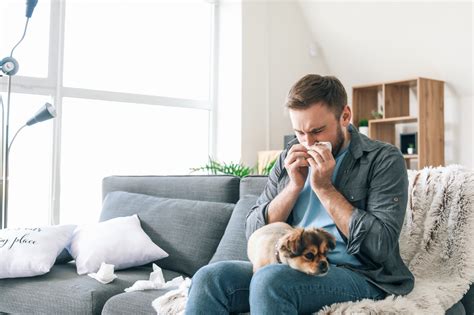 7 Proven Ways To Manage And Alleviate Dog Allergies Giggle Pets