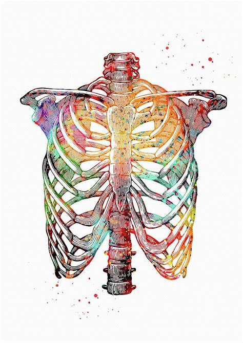 Rib Cage Digital Art Rib Cage 1 By Erzebet S Human Anatomy Art