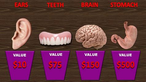 Price Comparison Human Body Organs Human Body Parts Price Most