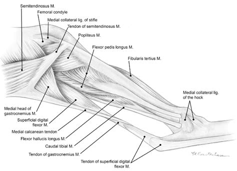 Left Leg Flexor Tendon Location Anterior View Of The Left Forearm 1