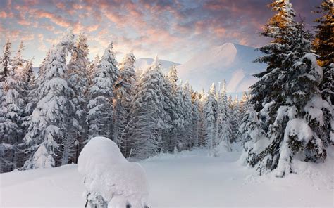Winter Hd Wallpaper Background Image 2560x1600
