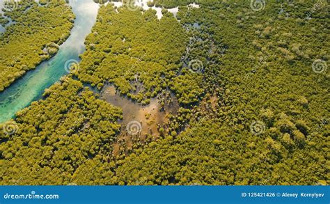 Mangrove Forest In Asia Philippines Siargao Island Stock Photo
