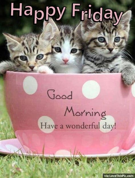 Happy Friday Good Morning Quote With Cats Pictures Photos And Images