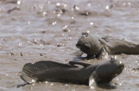 Top 149 Animals That Live In Mud