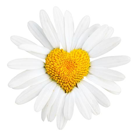 Check spelling or type a new query. Daisy heart shaped - Phone wallpapers