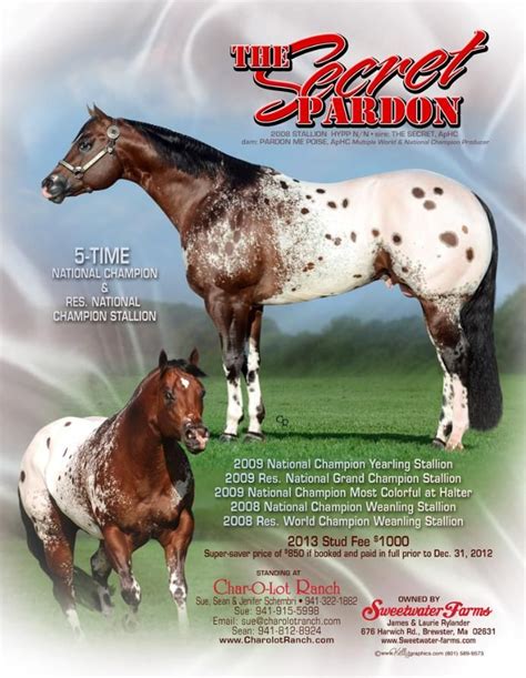Appaloosa Stallion The Secret Pardon Hypp Nn Media Ad By Kellys