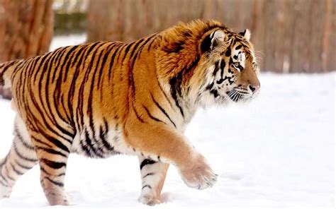 Tigre Siberiano Características BioEnciclopedia Panthera tigris