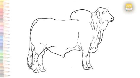 American Brahman Bull Drawing How To Draw Brahman Step By Step Bull