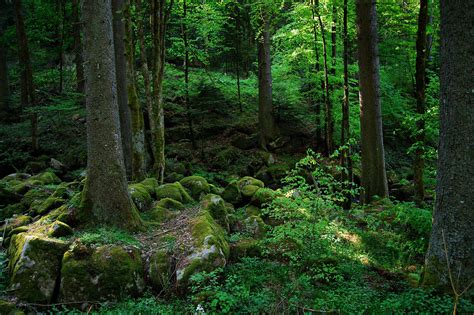 Black Forest Germany 83 Unreal Places You Thought Only Existed In