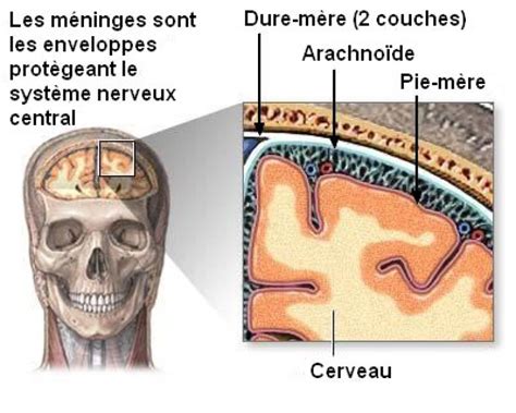 Physiologie Des Syst Mes Int Gr S Les Principes Et Fonctions Les M Ninges