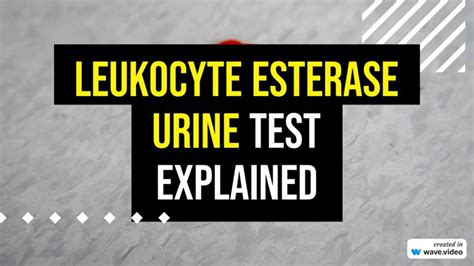 Leukocyte Esterase Urine Test Explained Youtube