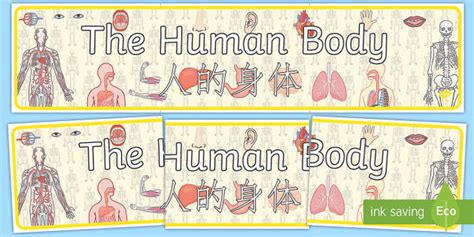 The Human Body Display Banner Englishmandarin Chinese