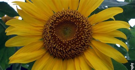 Julie Ann Brady Blog On Russian Mammoth Sunflowers