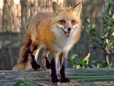 Red Fox Animals Wiki Fandom