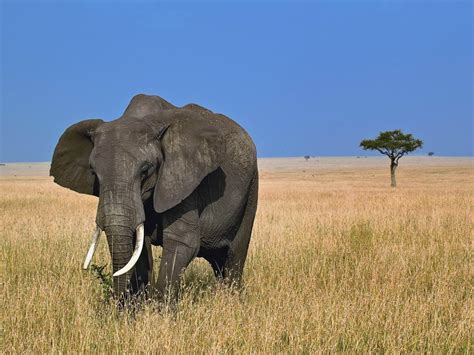 African Elephant Wallpapers - Wallpaper Cave