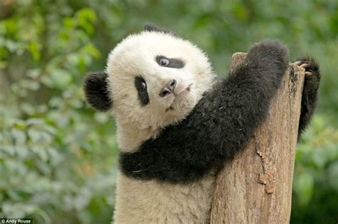 Est100 一些攝影some Photos Giant Panda Cubs Chengdu Researh Base Of