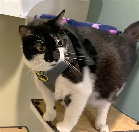 Adopter will inform rchs when the vet can submit written confirmation that the surgery has been completed. Mister The Cat Is Up For Adoption At The MDSPCA - CBS ...