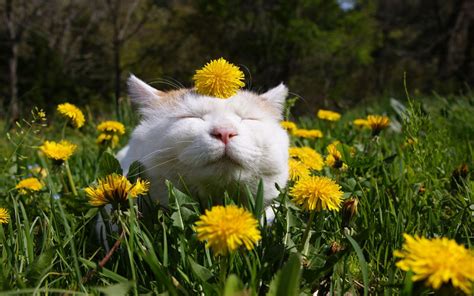 Spring Time Cats Wallpapers Wallpaper Cave