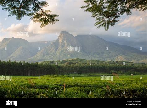 Mount Mulanje A Giant Massif In Southern District Malawi Is The