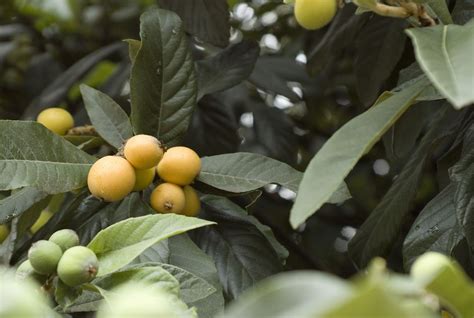 Yellow buckeyes are trees that bloom from mid to late spring with green and yellow flowers that give way to brown buckeye capsules. yellow fruit tree picture.JPG