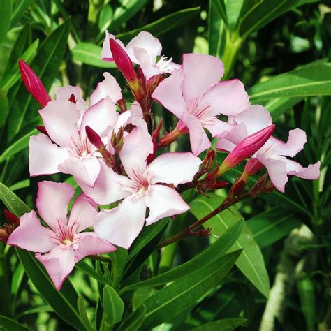 Nerium Oleander Dwarf Pink Buy Plants Online Pakistan Online Nursery