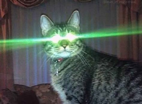 This Cat Can Shoot Green Lasers Out Of Its Eyes Rfunny