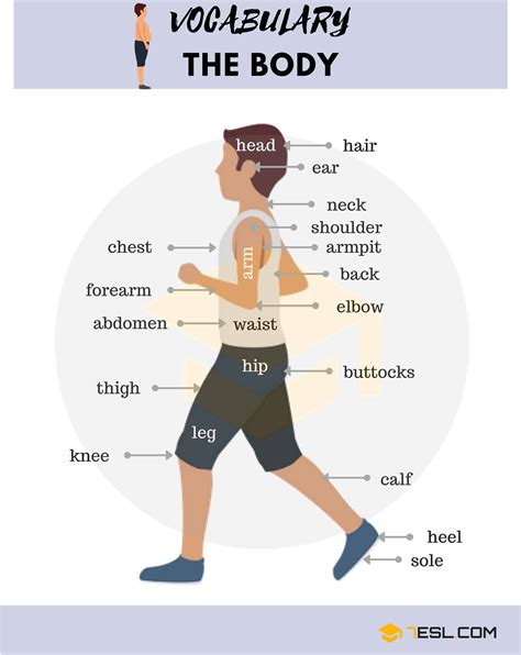 Body Parts Parts Of The Body In English With Pictures