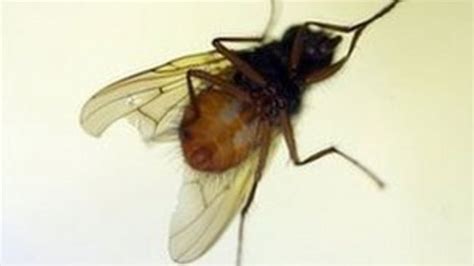 Blandford Fly Blamed For High Level Of Allergic Reactions Bbc News