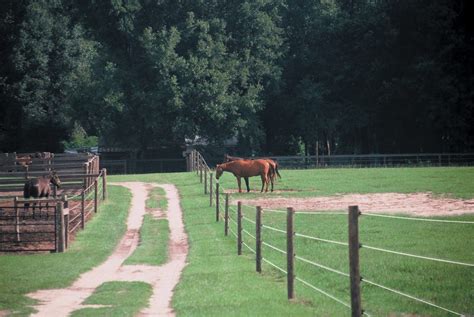 What Are The Best Horse Fencing Options
