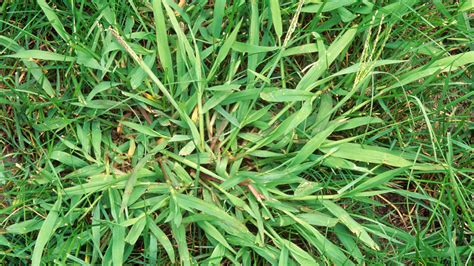 Crabgrass Weed Killer Lawn Dork