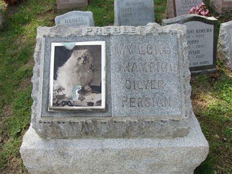 If the cat has bladder stones, a stone, or group of stones, will be seen in the urinary bladder, or if your cat is suffering from bladder stones, time may be of the essence. Left No Ball Unchased: Endearing Epitaphs in America's ...