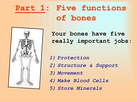 Ppt Muscles And Bones Powerpoint Presentation Free