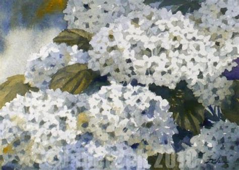 Zeh Original Art Blog Watercolor And Oil Paintings Annabelle Hydrangea