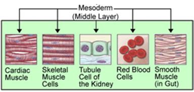 Muscle Development Boundless Anatomy And Physiology Presstorms