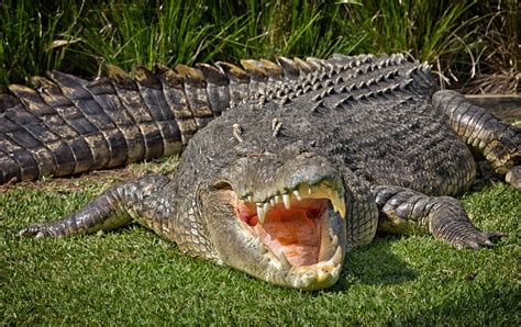 Самый Большой Крокодил В Мире Фото