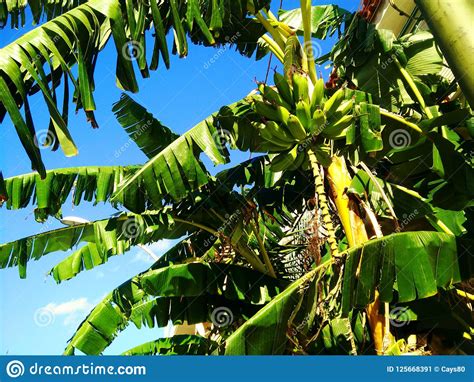 Banana Tree Banana Palm Tropical Stock Image Image Of Green Nature