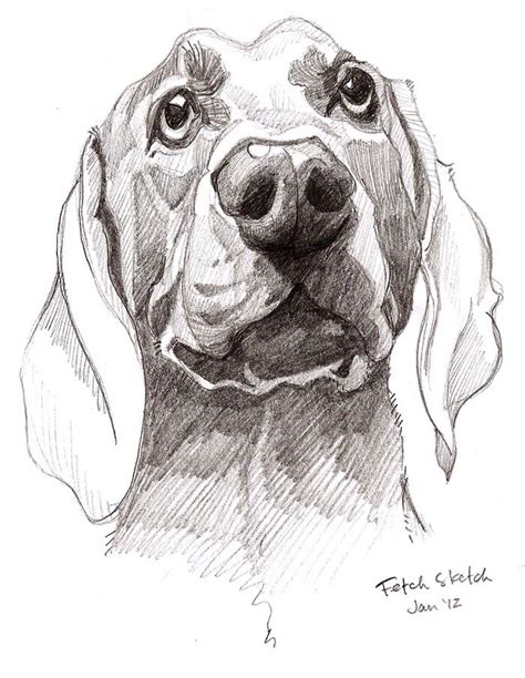 Dog Pencil Sketch Animal Sketches Art Drawings Sketches Animal